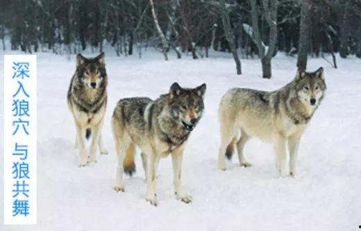 狼色福利在线,带你探索神秘的网络世界