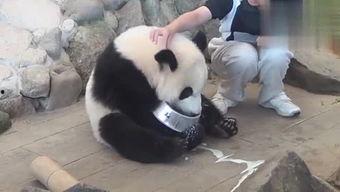 娜娜熊猫福利在线观看,萌宠乐园欢乐无限