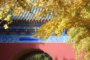 秋秋在线观看理论福利,解锁福利盛宴，尽享视听盛宴之旅